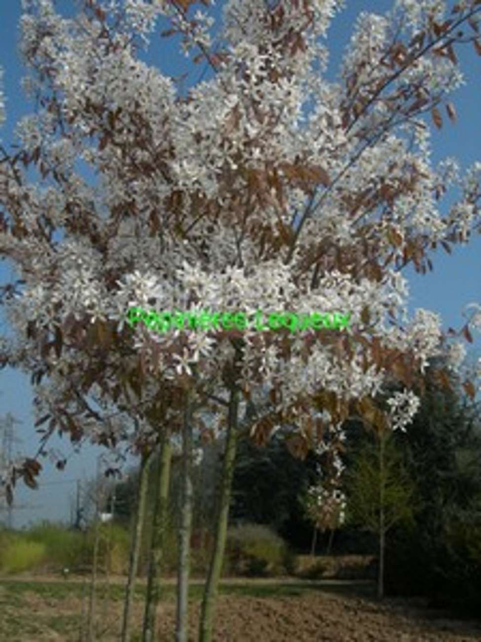 AMELANCHIER TIGE